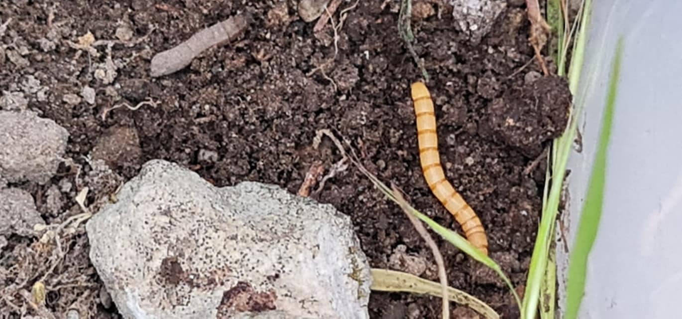 337124686_146205731708989_8010653619728489888_n